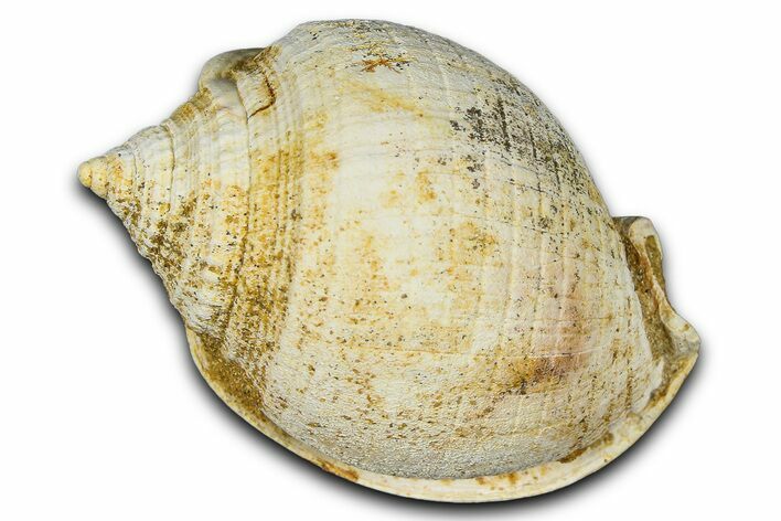 Miocene Fossil Sea Snail (Semicassis) Shell - France #365493